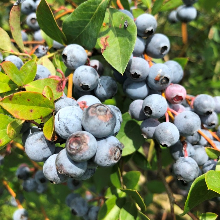 Petals from the Past Home Page